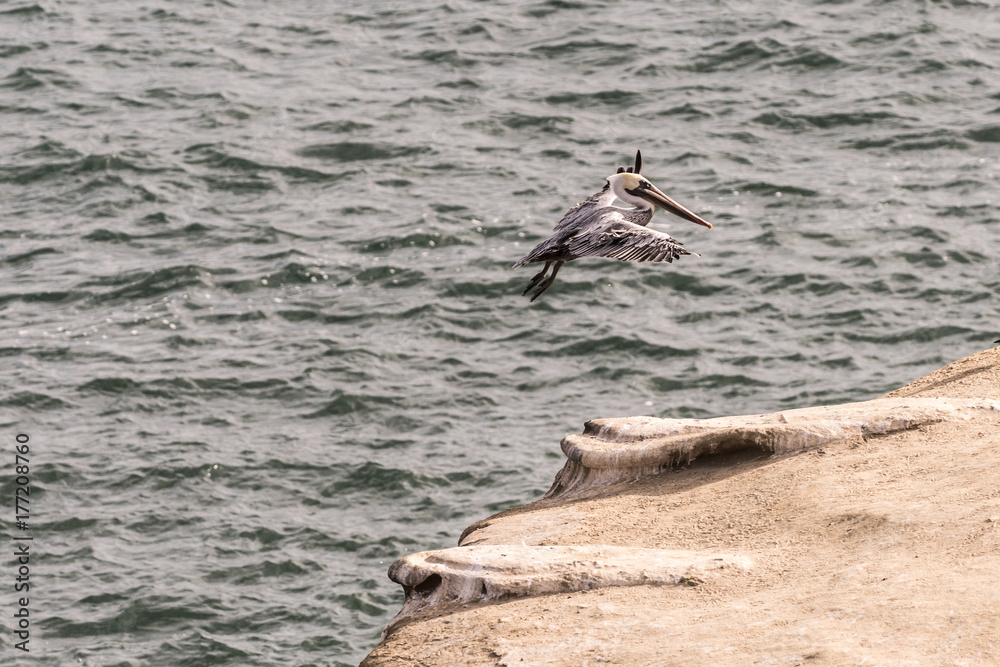 Brown Pelican Landing on a Rock in the Pacific Ocean