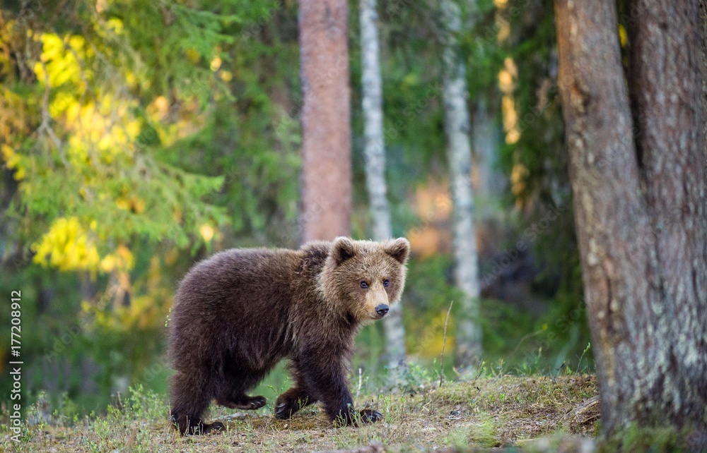 Obraz premium Brown Bear 