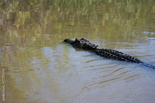 Crocodile swimming in the lake