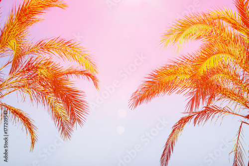 Two Palm Trees on Toned Purple Blue Pink Sky Background Golden Sun Flare. Frame Border Composition Copy Space for Text. Tropical Foliage Vacation Ocean Beach