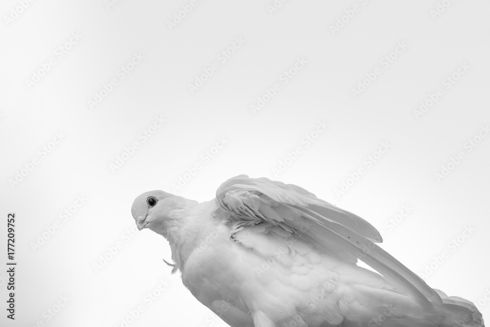 White Dove Looking Down from Beneath with Copy Space White Dove Looking Down from Beneath with Copy Space