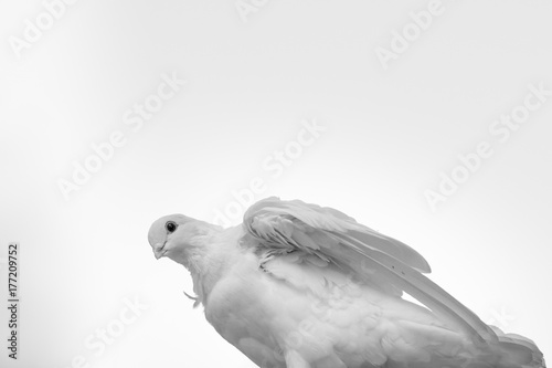 White Dove Looking Down from Beneath with Copy Space