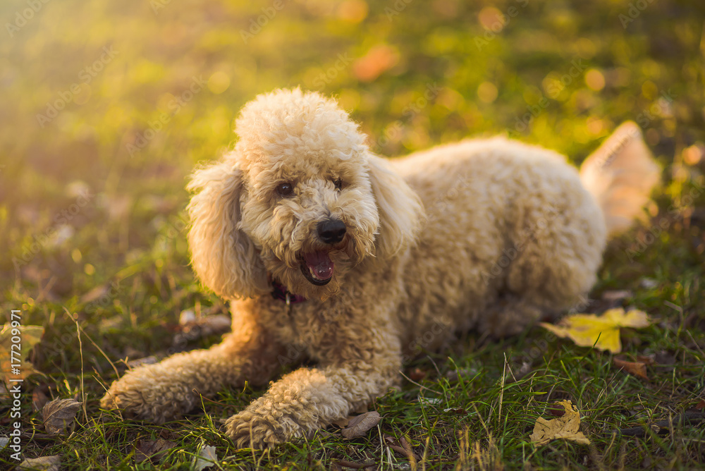 Cute little miniature poodle cream white color enjoying the day