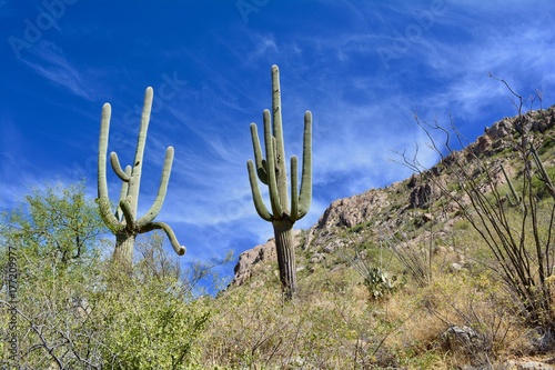 Stately Saguaro Cacti
