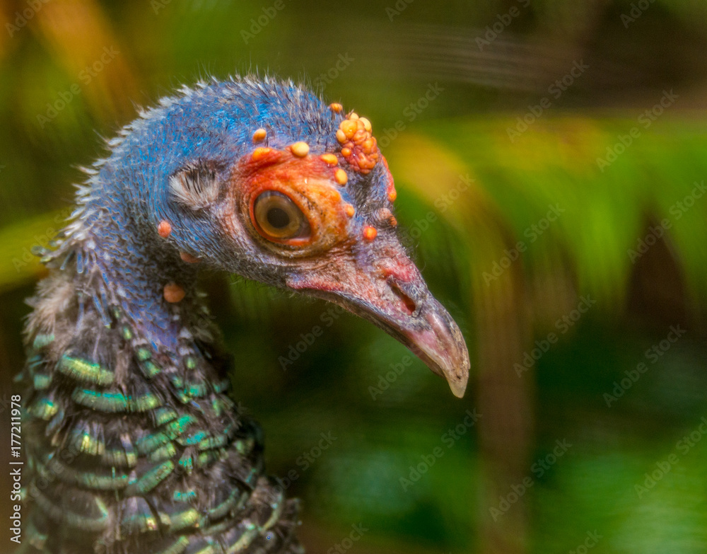 Brightly Hued Plumage on a Closeup of an Occelated Turkey Against a Blurred Earth Toned Background Brightly Hued Plumage on a Closeup of an Occelated Turkey Against a Blurred Earth Toned Background