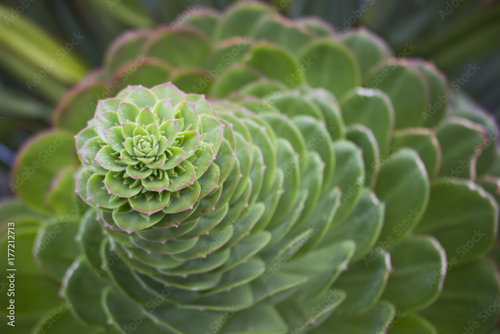 Obraz premium Budding Aeonium Plant