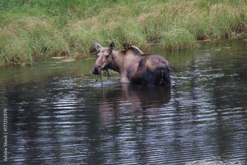 feeding cow moose in the wild of Alaska feeding cow moose in the wild of Alaska