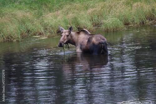 feeding cow moose in the wild  of Alaska
