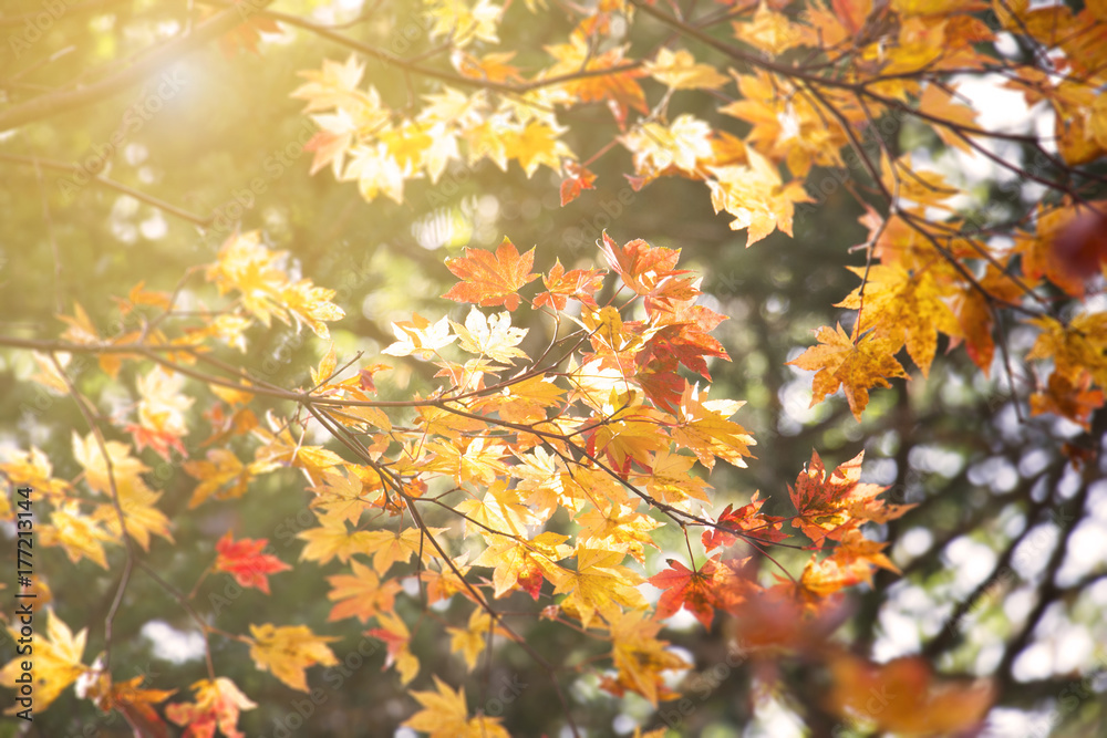 Abstract blur and soft autumn leave background in Japan Abstract blur and soft autumn leave background in Japan