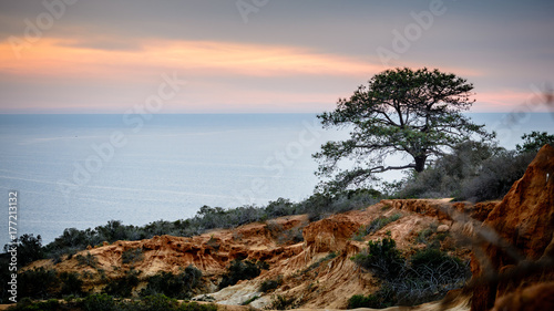 Torrey pine tree against the setting sun in San Diego, California