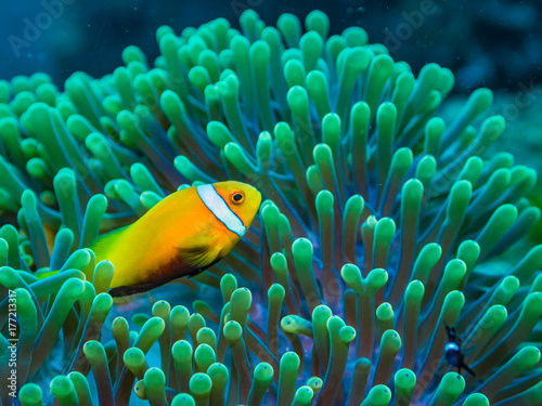 Maldives anemonefishes and sea anemone