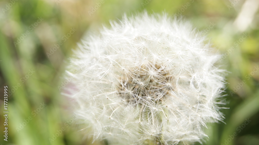 Obraz premium White Dandelion with green background