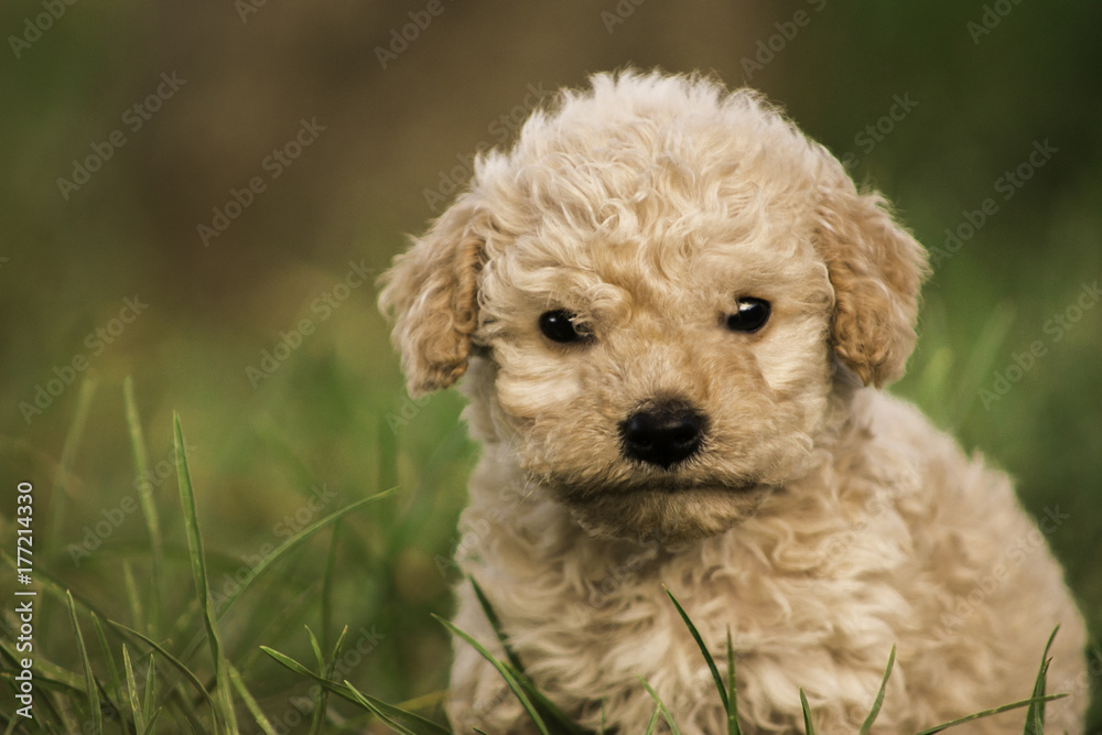 Adorable perro cachorro de cabello crespo en cesped Adorable perro cachorro de cabello crespo en cesped