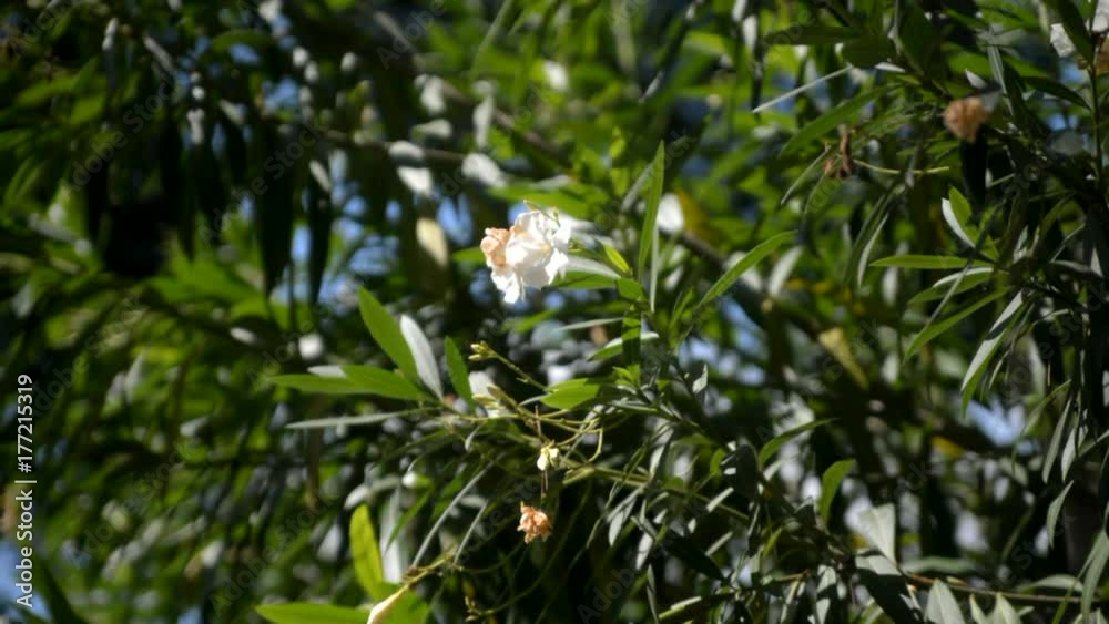 White rhododendron blooms in the botanical garden White rhododendron blooms in the botanical garden