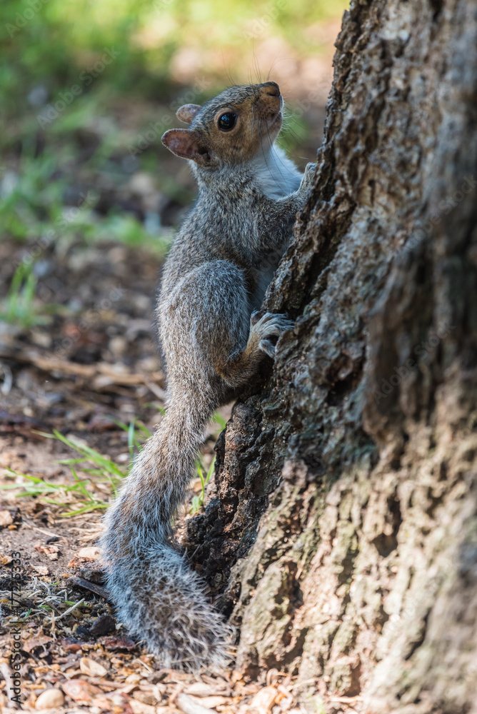 Squirrel Squirrel