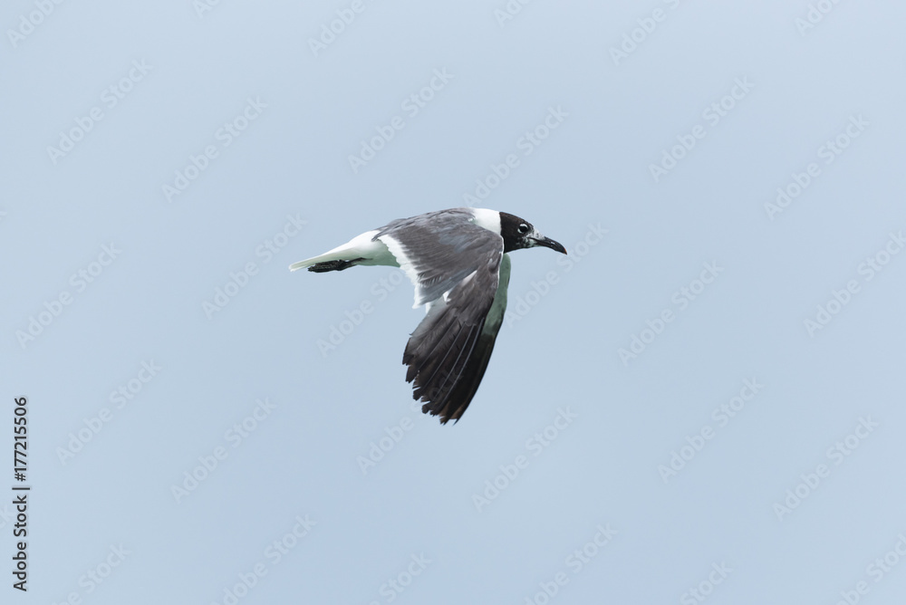 Obraz premium Flying Seagull