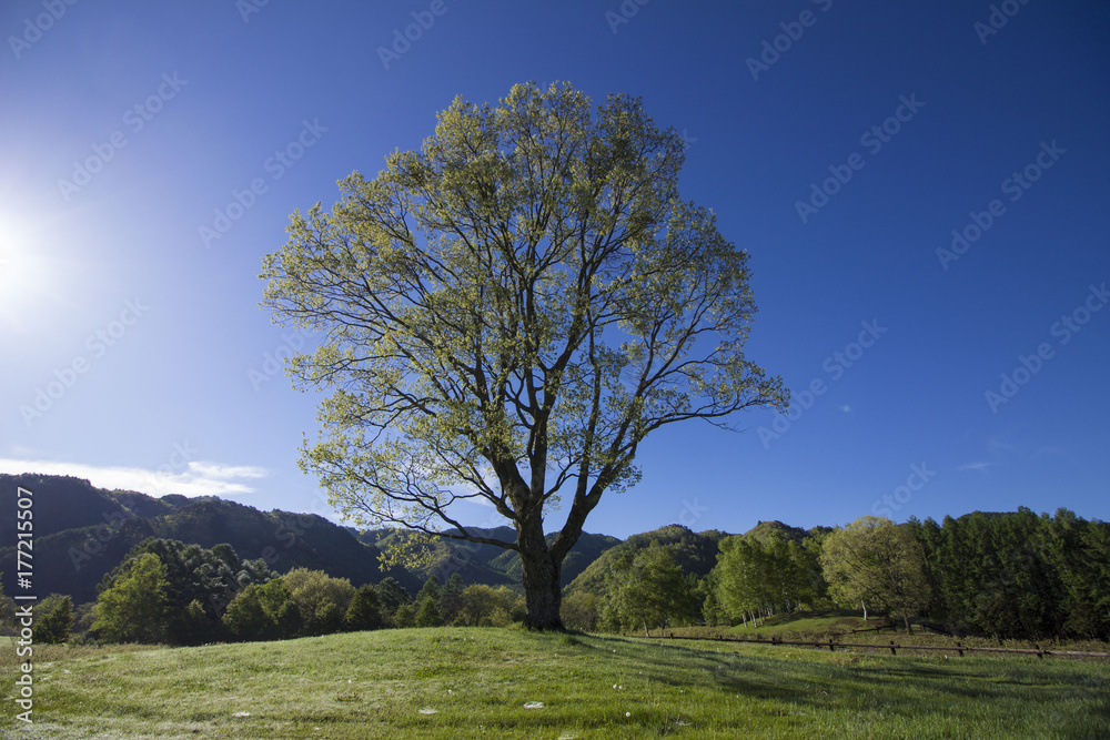 Fototapeta premium 開田高原
