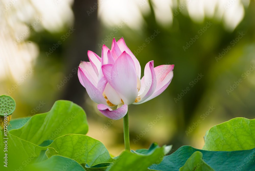 pink lotus flower are blooming