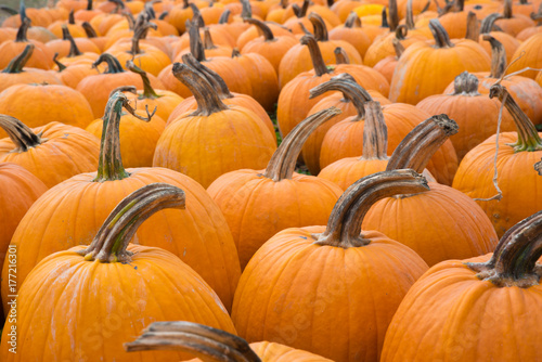 Orange Pumpkins at the Farmers Market