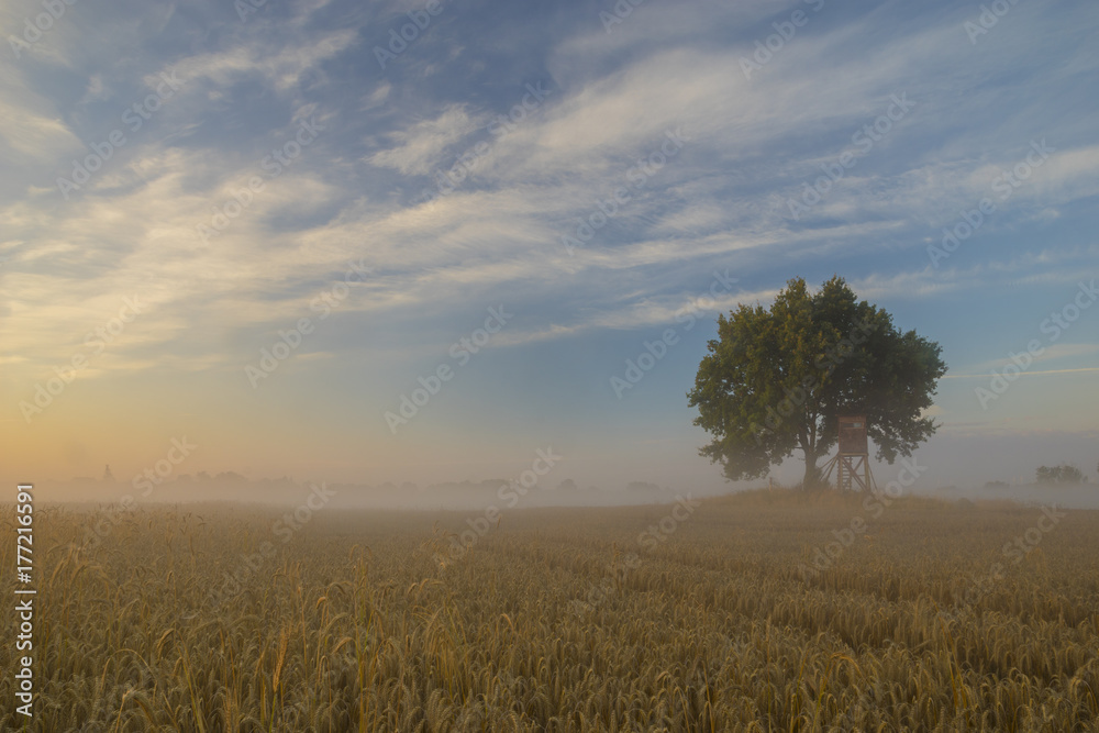 ely oak tree growing in a field of grain during the magnificent misty sunrise,hunting tower