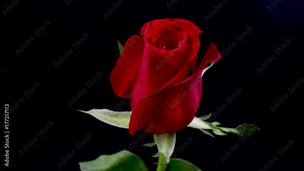 Timelapse of dark red rose flower blooming on black background in 4K Timelapse of dark red rose flower blooming on black background in 4K