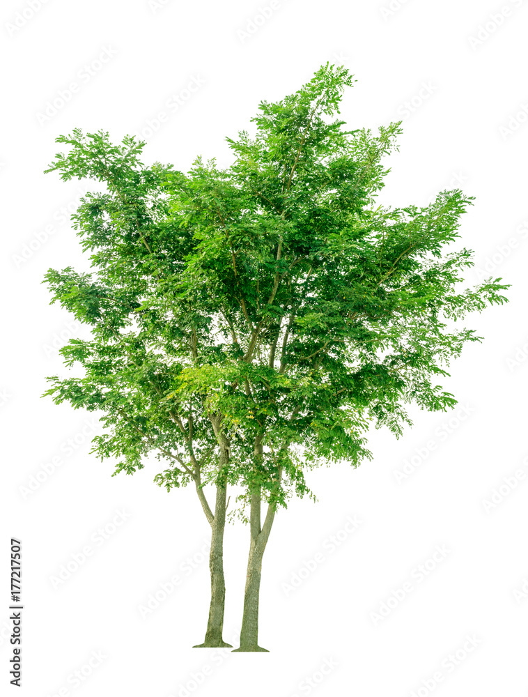 Fototapeta premium tree isolated on white background