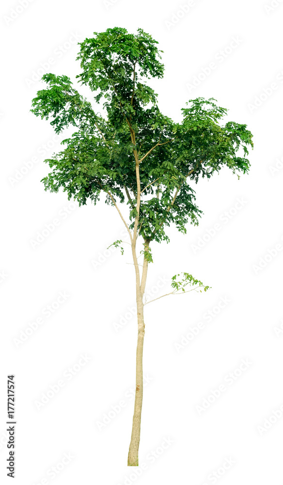 tree isolated on white background