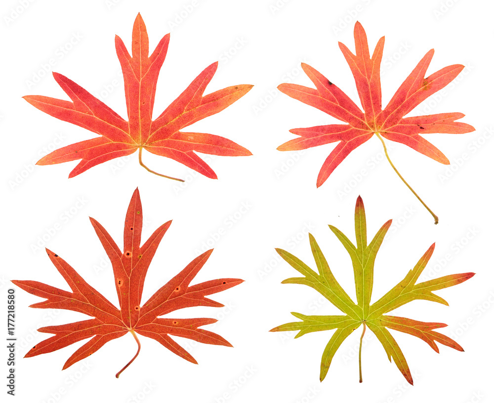 Set of highly decorative red autumn leaves of buttercup isolated on white background Set of highly decorative red autumn leaves of buttercup isolated on white background