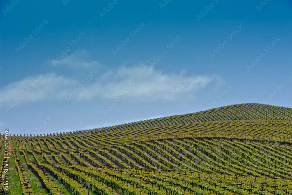 Rows and rows of vines cover rolling hills in Northern California