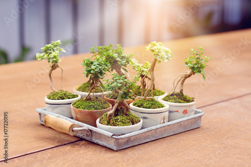 Selective focus of small tree on wooden floor, Small bonsai tree in the Earthenware with sunshine background.