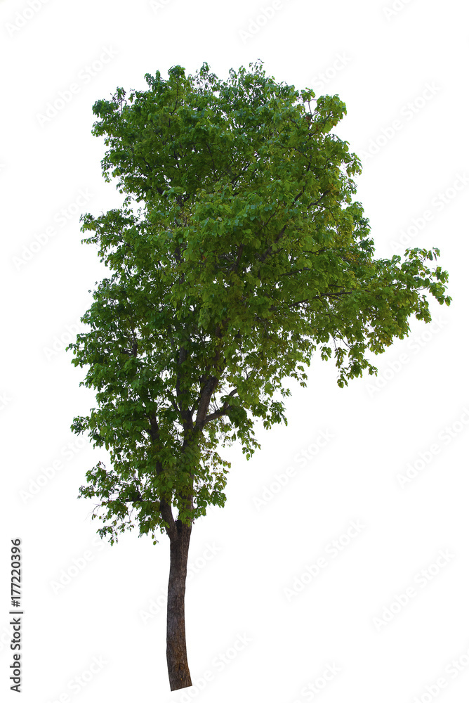 Obraz premium Tree isolated on white