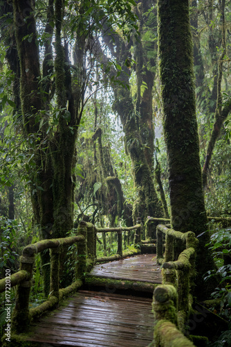 Beautiful rain forest at nature trails Ang Ka Doi Inthanon Chiangmai in Thailand