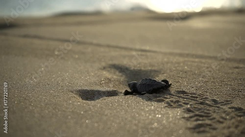newborn turtle run on sand to the seaside, close-up turtle and trail on sand, turtle  sanctuary hatchery located on the beach photo