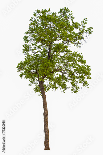 Tree isolated on white