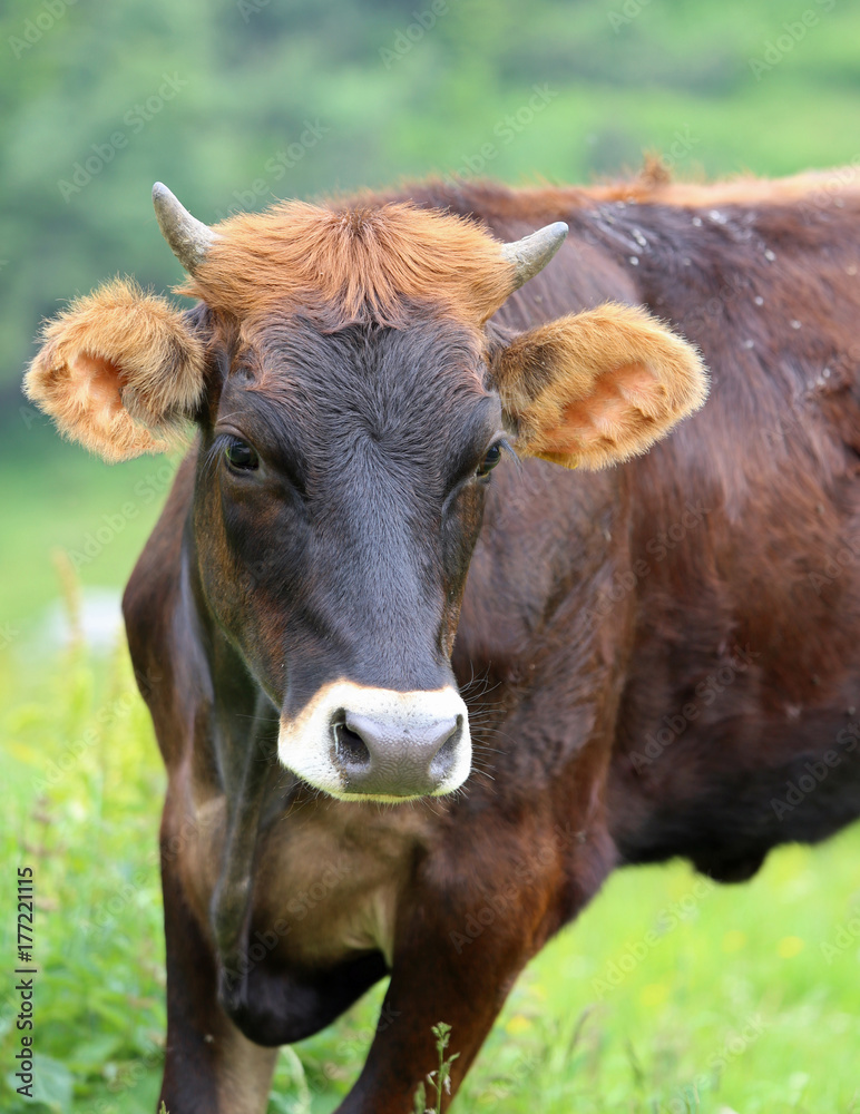 cow with two small horns on the head grazing in the mountains cow with two small horns on the head grazing in the mountains