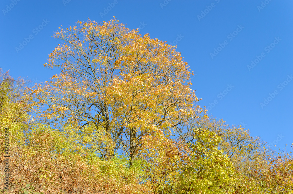 Fototapeta premium autumn colored trees in the park