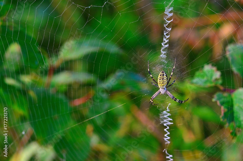 Wasp Spider (Argiope bruennichi) on the web