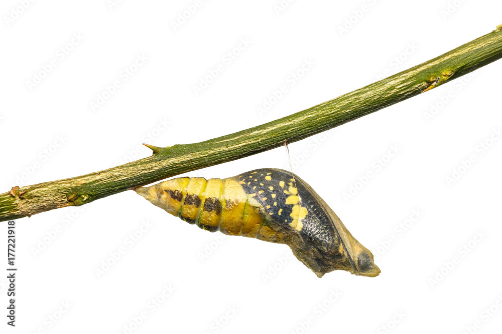 Obraz premium Lime butterfly (Papilio demoleus) pupa before its emerging