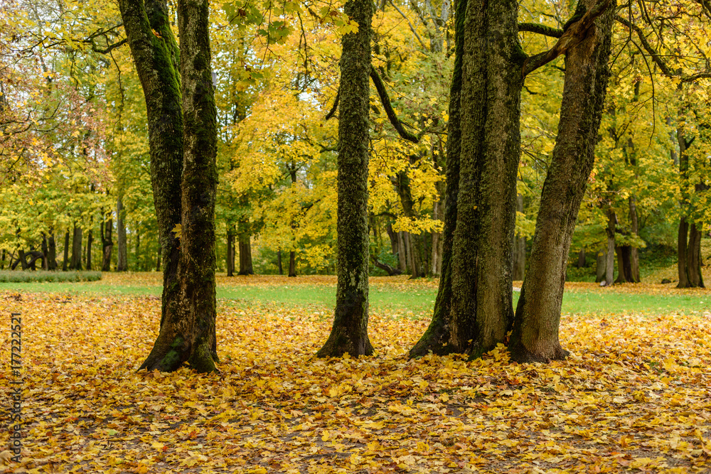 autumn colored trees in the park