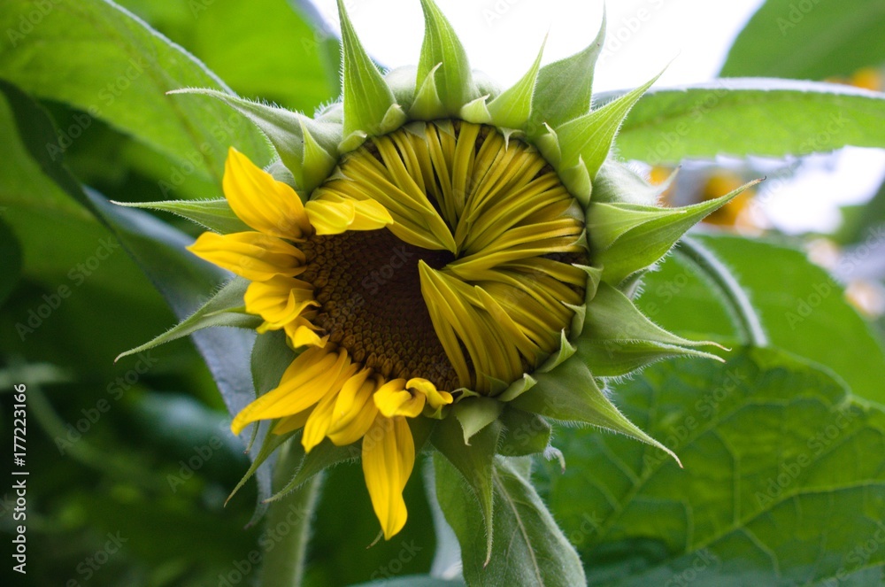 Fototapeta premium Sonnenblume geschlossen