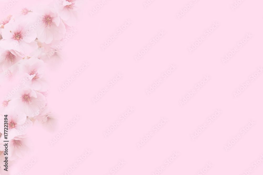 Fototapeta premium Apricot blossom background
