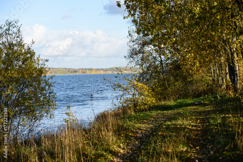Fototapeta Naklejka Na Ścianę i Meble -  autumn colored tree leaves background pattern by the river