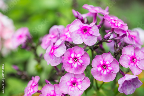 Blooming phlox  Magic blue  in the garden. Shallow depth of fielod.