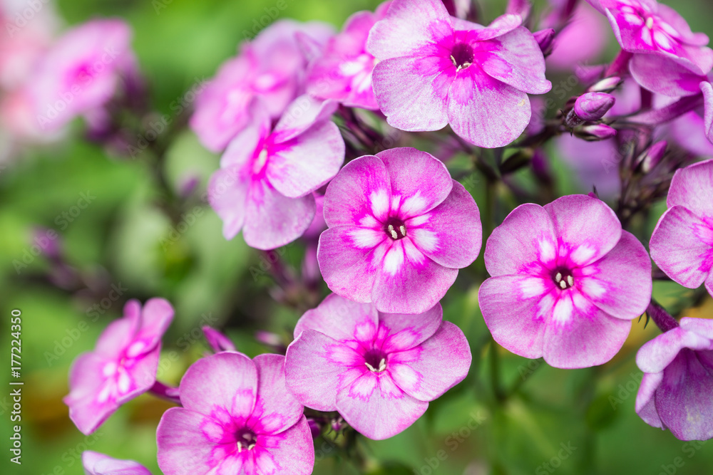 Blooming phlox Blooming phlox