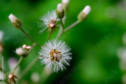 seeds on tree