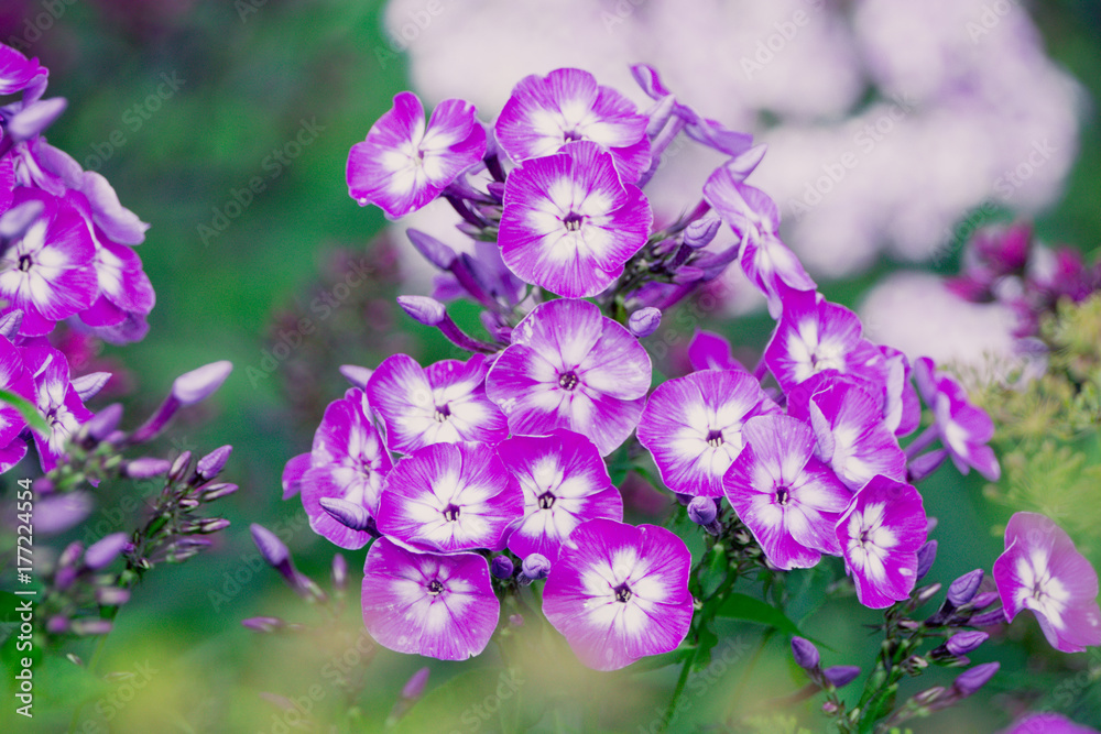 Fototapeta premium Blooming phlox 