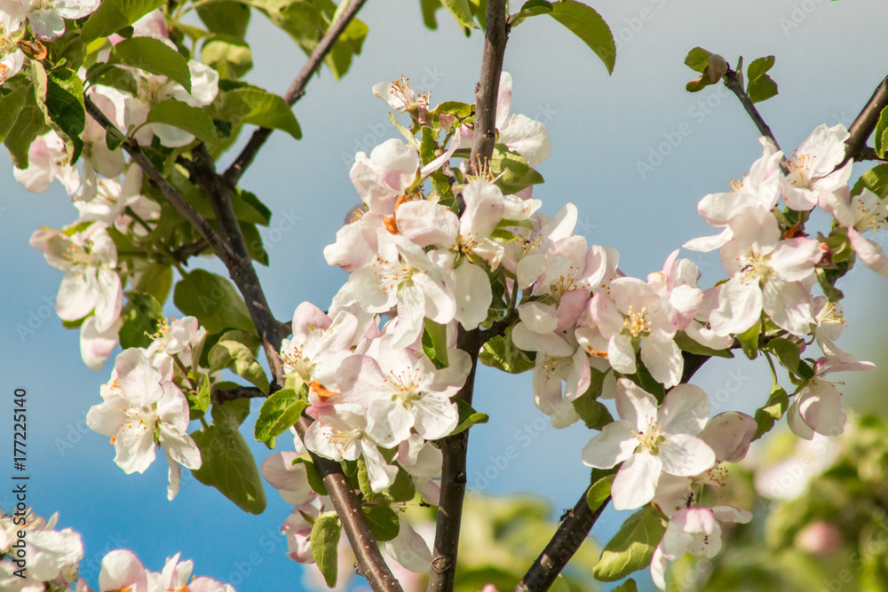 beautiful apple blossoms close against the blue sky on a bright sunny day