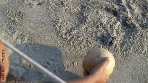 women release turtle to seaside, close-up turtle and hands with wooden bowl at foreground, turtle  sanctuary hatchery located on the beach photo