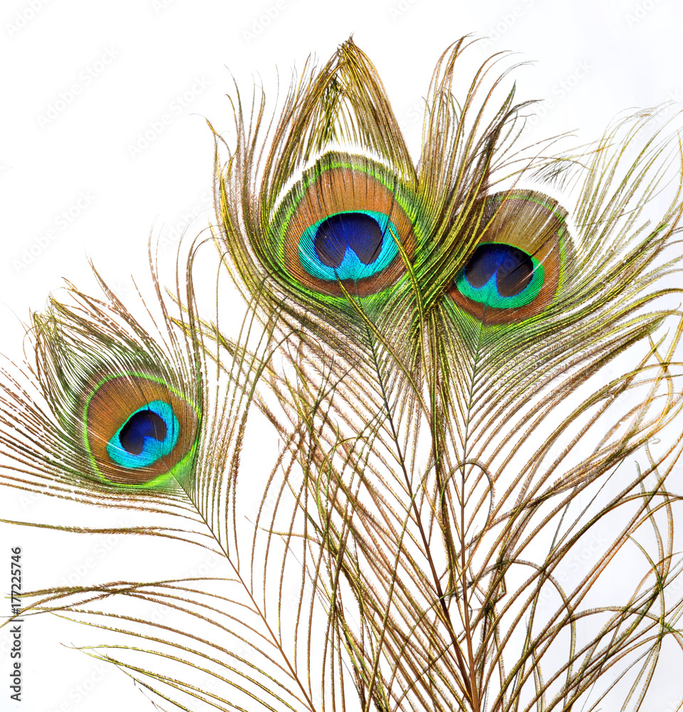 Fototapeta premium Peacock feathers on white background. 