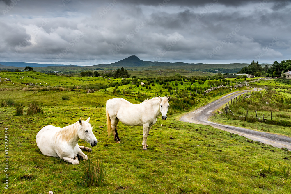 Fototapeta premium Two white Connemara ponies in the rain on a meadow near a small road in Ireland